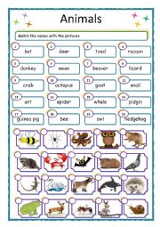 English Worksheet: Animals