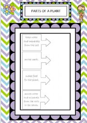 English Worksheet: Parts of a plant