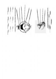 English Worksheet: Parts of the Face