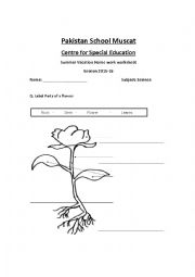 English Worksheet: plant structure