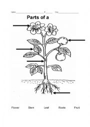 Parts of a plant