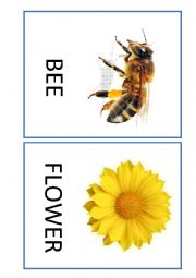 English Worksheet: NATURE FLASHCARDS