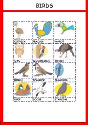 English Worksheet: BIRDS