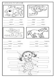 English Worksheet: Parts of the body