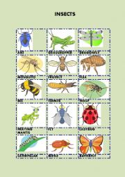 INSECTS