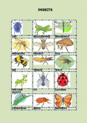 English Worksheet: INSECTS