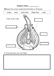English Worksheet: parts of the tulip