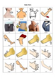 English Worksheet: body parts