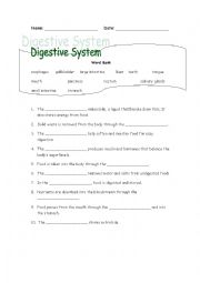 Digestive System Worksheet