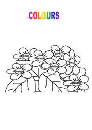 English Worksheet: COLOURS