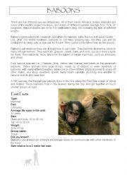 English Worksheet: Baboons