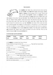 English Worksheet: the dolphin