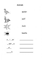 Animals - Duck Beetle Spider Wolf