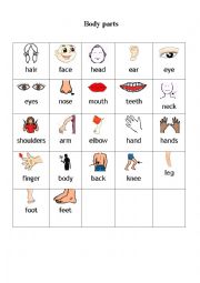 English Worksheet: body parts