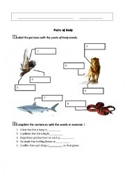 English Worksheet: Animal Part of Body