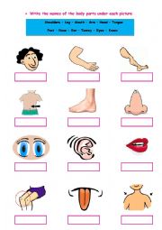 English Worksheet: Body Parts