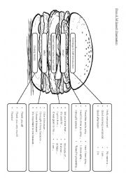 Show & Tell - Hamburger Speech Organizer