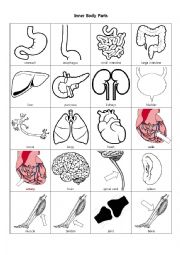 English Worksheet: Inner Body Parts