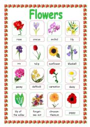 English Worksheet: FLOWERS