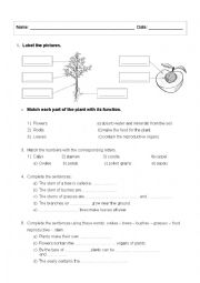 English Worksheet: The world of plants