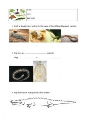 English Worksheet: REPTILES