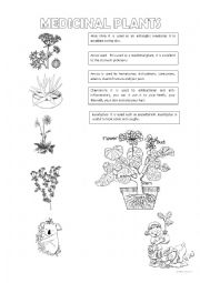 English Worksheet: MEDICINAL PLANTS