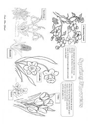 English Worksheet: Spring flowers