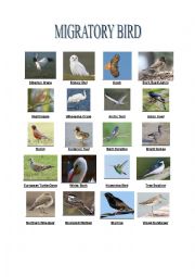 English Worksheet: Migratory Bird Pictionary with Reading Comprehension