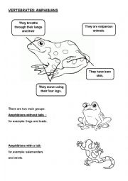amphibians characteristics