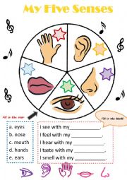 English Worksheet: My five senses