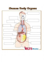 Human Body Organs Vocabulary