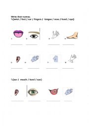 English Worksheet: body parts