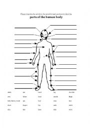 English Worksheet: Body parts