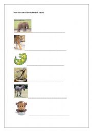 Animals in English