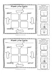 Plants life cycle