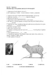 Pets 101 – Capybaras