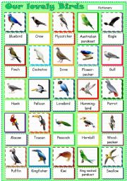 English Worksheet: Our lovely Birds