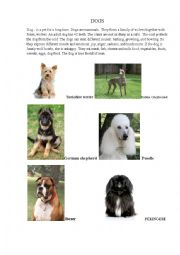 English Worksheet: About dogs and their breeds