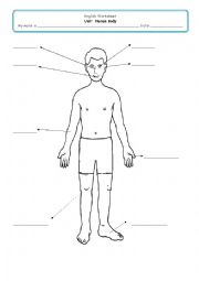 English Worksheet: Human Body