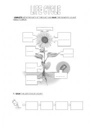 Animals and plants life cycle