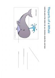English Worksheet: the parts of a whale