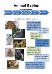 English Worksheet: Animal Babies
