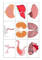 English Worksheet: Body internal parts 