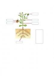 English Worksheet: Parts of the plants