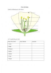 English Worksheet: Parts of a Flower