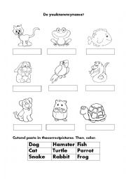 Animals Activity