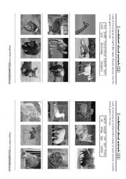 A worksheet about animals