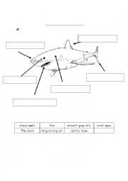 English Worksheet: Description of a shark