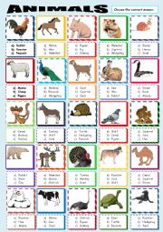English Worksheet: ANIMALS MULTIPLE CHOICE