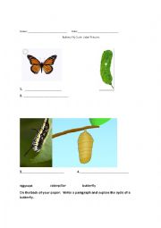 Butterfly Life Cycle Match and Write